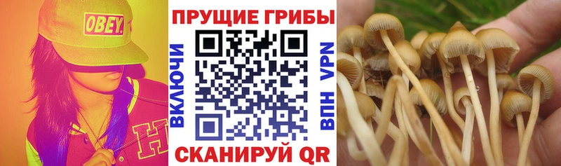 Галлюциногенные грибы Psilocybine cubensis  магазин продажи наркотиков  Ак-Довурак 